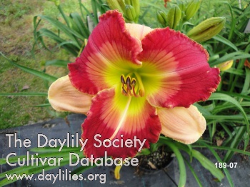 Daylily Deeds Not Words
